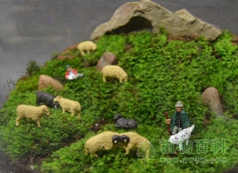 苔藓植物微观小世界