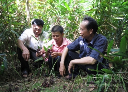 砂仁采果后的管理