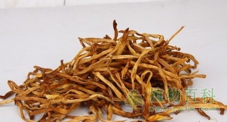 黄花菜功效与作用