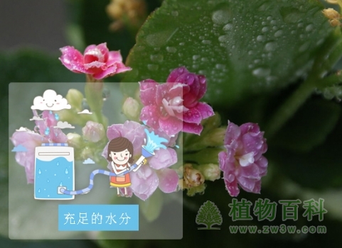 长寿花充足的水分