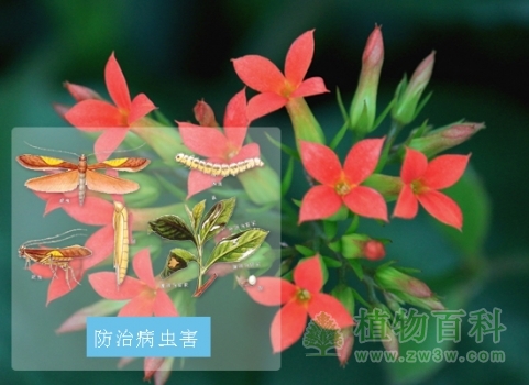 长寿花防治病虫害