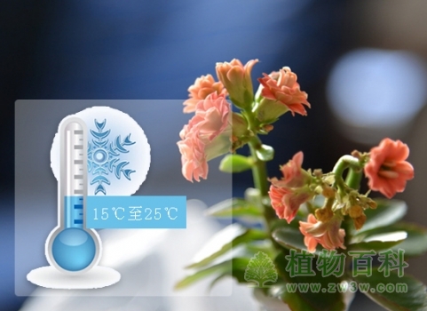 长寿花适宜的生长温度