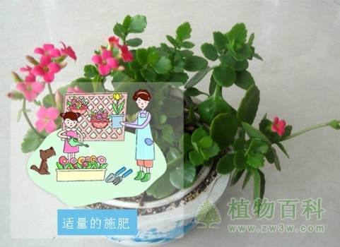 长寿花适量的施肥