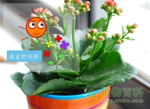 长寿花适宜的光照时间