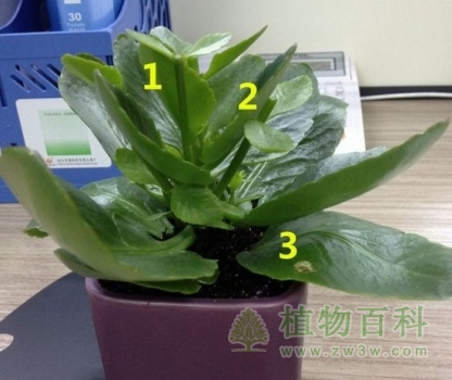 长寿花的修剪方法