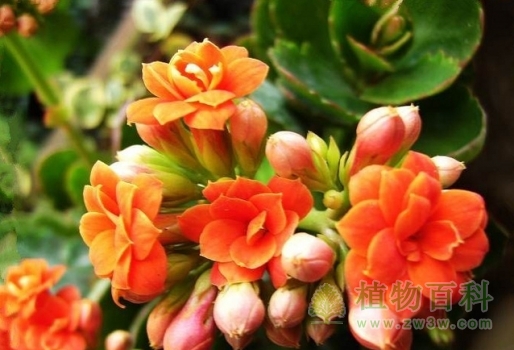 长寿花是否有毒？