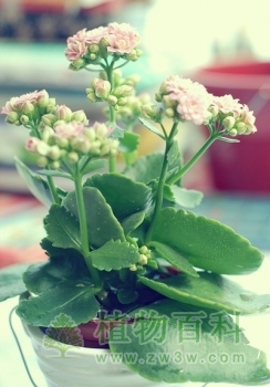 长寿花是否有毒？