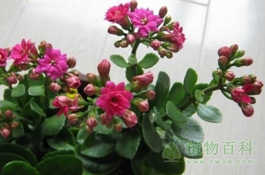 长寿花对室内环境的作用