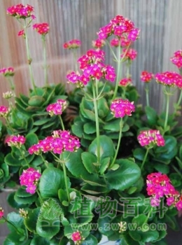 长寿花对室内环境的作用