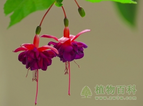 倒挂金钟的扦插方法