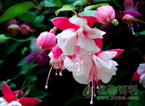 倒挂金钟的扦插方法