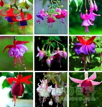 倒挂金钟什么时候开花