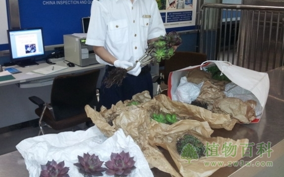 违法进境被截获的bet365365体育
