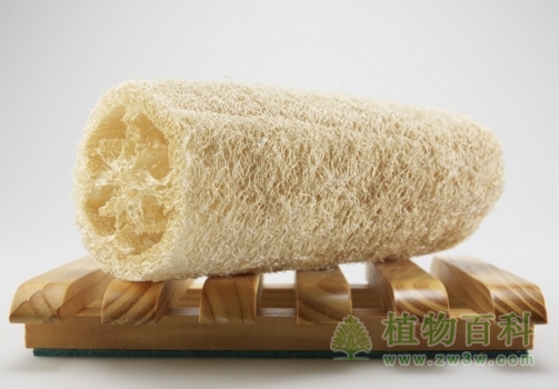 丝瓜络：植物洗碗布