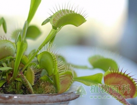 捕蝇草1
