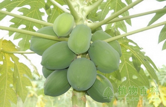 木瓜的功效与作用