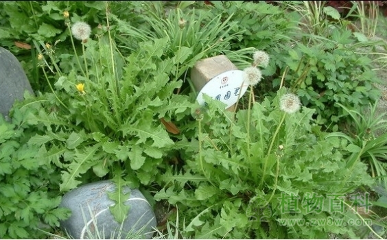 蒲公英的功效与作用