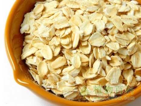 燕麦片的图片