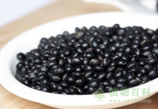 黑豆的图片