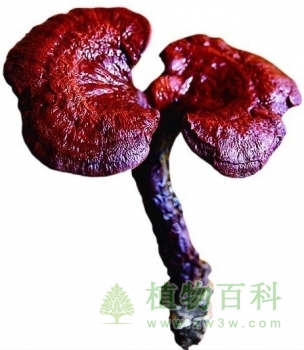 灵芝的图片