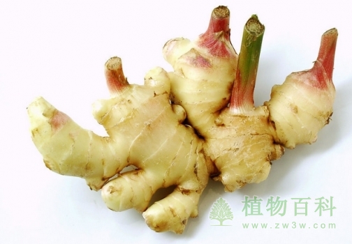 生姜的功效与作用