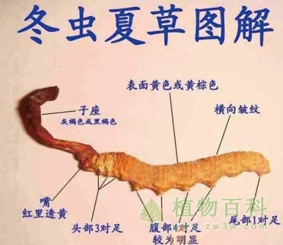 冬虫夏草的图解
