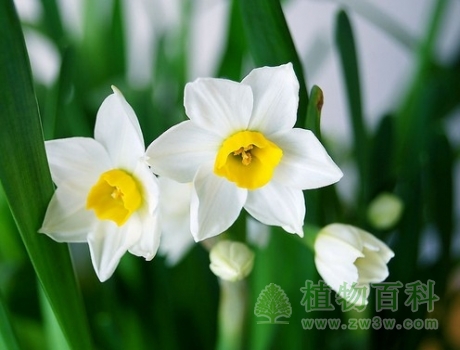 水仙花花期