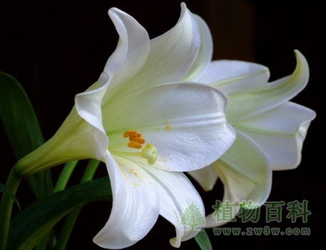 【百合花期】百合花期什么时候开花