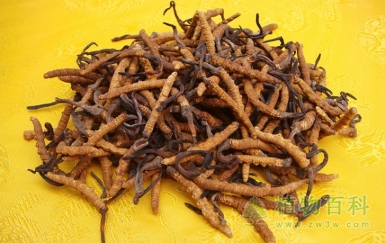 虫草的功效与作用