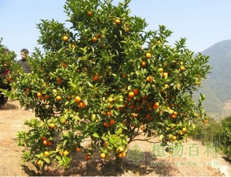 【桔子树花期】桔子树什么时候开花
