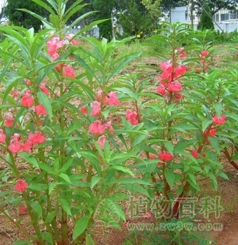 凤仙花什么时候开花