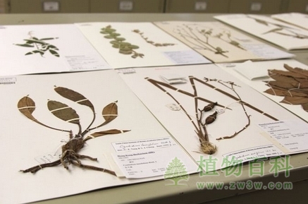 香港植物标本