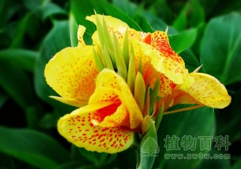 【美人蕉花期】美人蕉什么时候开花