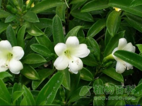 【非洲茉莉花期图】