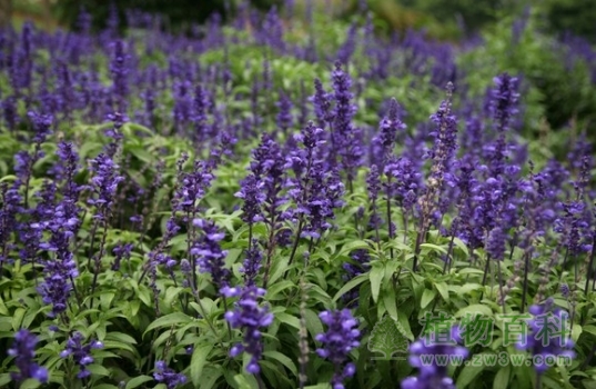 【熏衣草花期图】