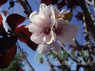 【李子树花期图】