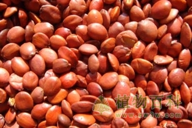 枣仁的功效与作用