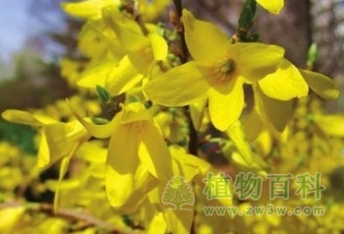 【连翘花期图】