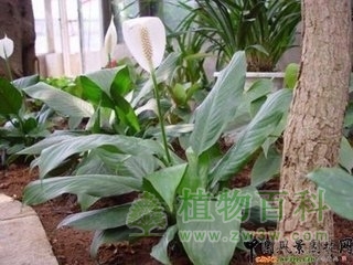 【一帆风顺花期图】