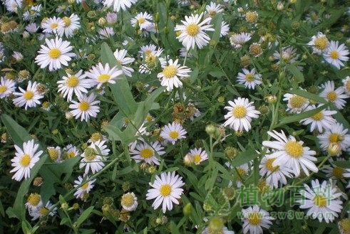 【雏菊花期图】