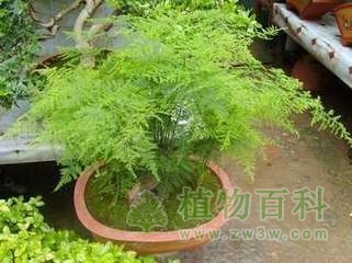 【文竹花期图】