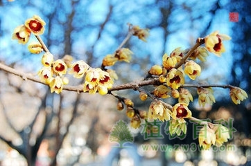 【腊梅花期图】