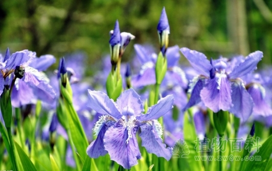 鸢尾花期图