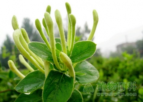 【金银花花期图】