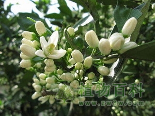 【橘子花期图】