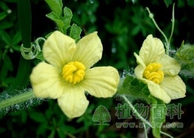 【西瓜花期图】