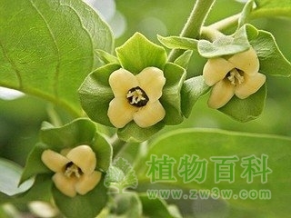 【柿子花期图】