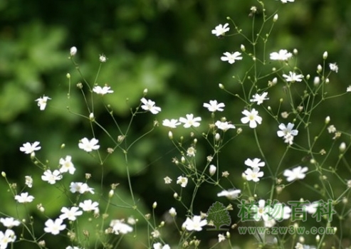 【满天星花期图】