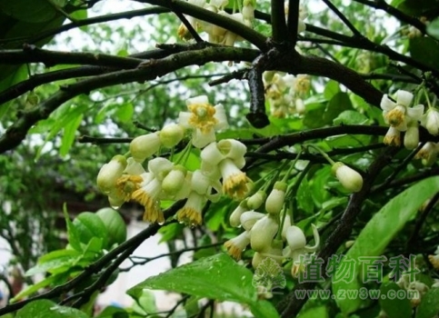 柚子树花期图