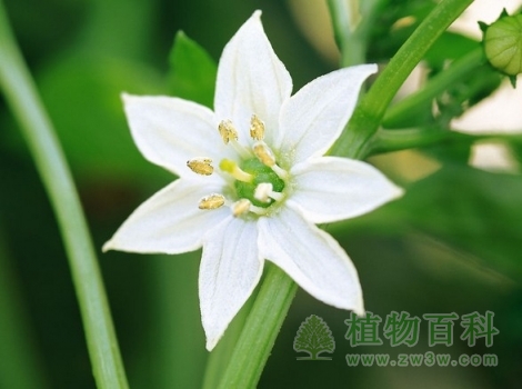 【辣椒花期图】